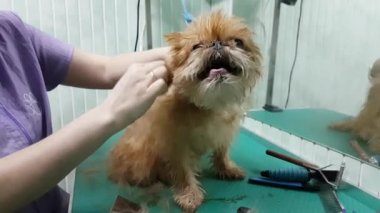 Brussels Griffon kırparak kadın damat yapar