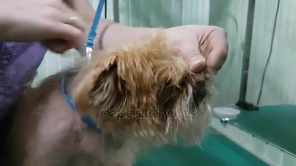 Kvinna groomer gör trimning Bryssel Griffon — Stockvideo