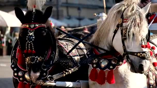 Equipo de dos caballos decorados para los turistas a caballo — Vídeo de stock