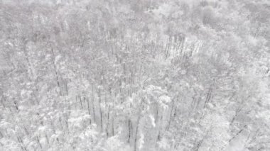 Bir ormanın kış, havadan görünümü