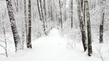 Bir ormanın kış, havadan görünümü