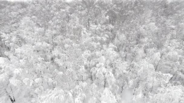 Vedere aeriană a unei păduri pe timp de iarnă — Videoclip de stoc
