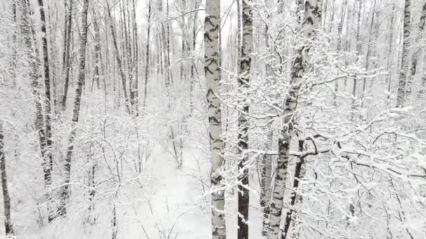 Вид с воздуха на лес зимой — стоковое видео