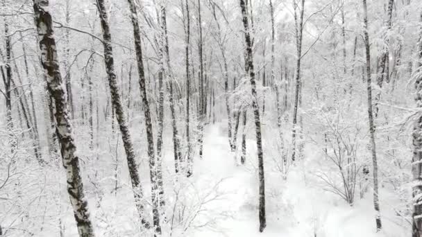 Αεροφωτογραφία του ένα δάσος το χειμώνα — Αρχείο Βίντεο
