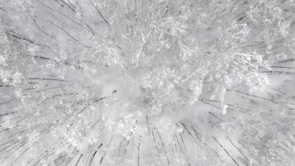 Aerial view of a forest at winter — Stock Video