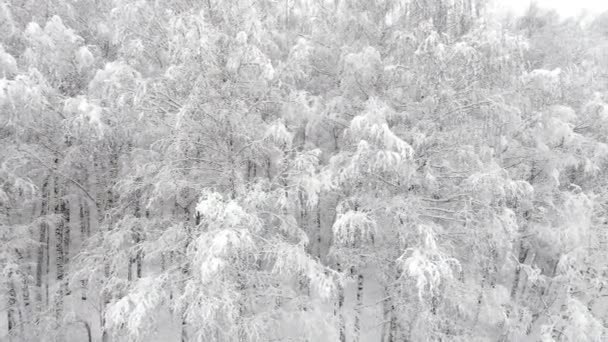 Vista aérea de uma floresta no inverno — Vídeo de Stock