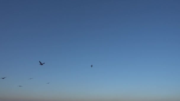 Group of wild seagulls flying erratically — Stock Video