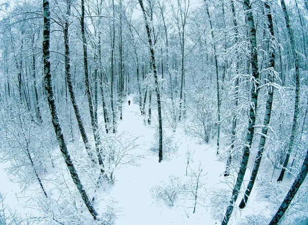 Vista aerea di una foresta in inverno — Foto Stock