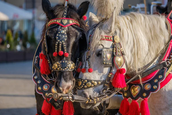 Equipe de dois cavalos decorados para montar turistas — Fotografia de Stock