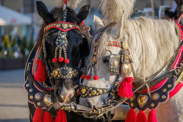 Equipe de dois cavalos decorados para montar turistas — Fotografia de Stock