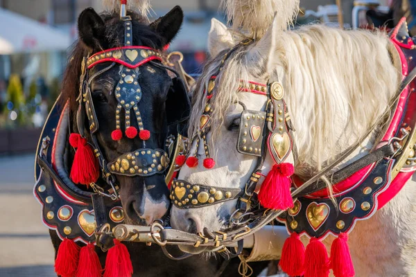 Equipe de dois cavalos decorados para montar turistas — Fotografia de Stock