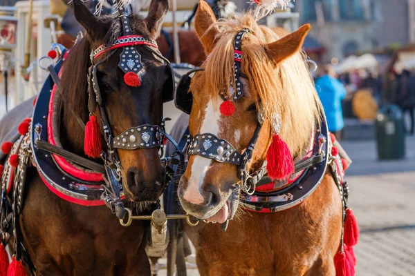 Équipe de deux chevaux décorés pour les touristes d'équitation — Photo