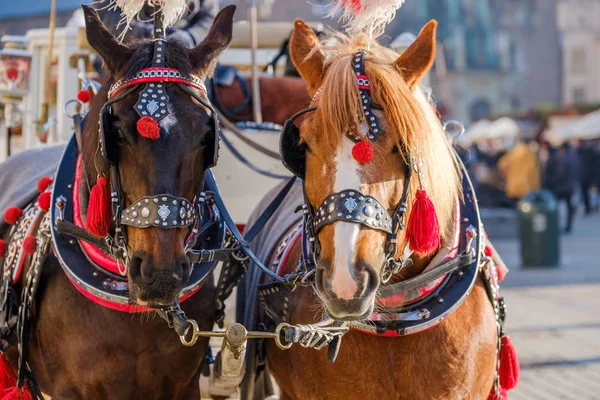 Equipe de dois cavalos decorados para montar turistas — Fotografia de Stock