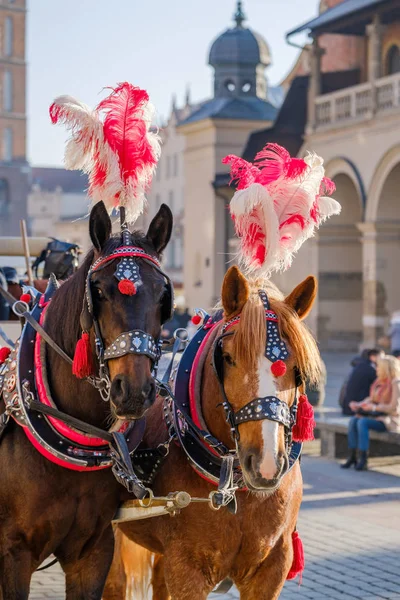 観光客に乗っての装飾が施された 2 頭の馬のチーム — ストック写真