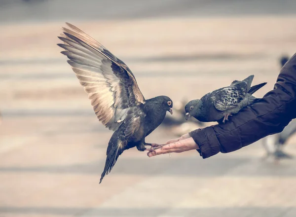 Pombos comendo da mão humana — Fotografia de Stock