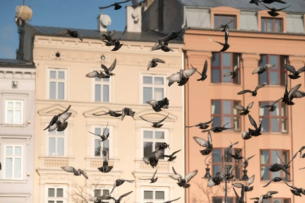 在城市地区上空飞行的鸽子 — 图库照片