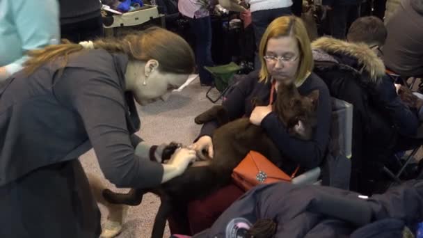 Proprietario prepara cane per lo spettacolo — Video Stock