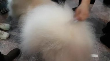 Sahibi köpek göstermek için hazırlar
