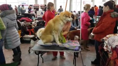 Sahibi köpek göstermek için hazırlar