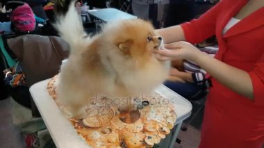 Sahibi köpek göstermek için hazırlar