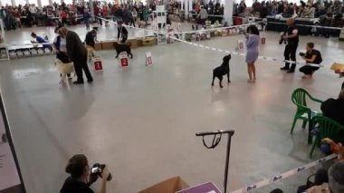 Ulusal köpek göstermek Memorial Yuri Nikulin Sokolniki fuar merkezinde halkada katılımcılar