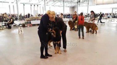Ulusal köpek göstermek Memorial Yuri Nikulin Sokolniki fuar merkezinde halkada katılımcılar