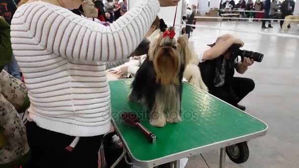 Владелец готовит собаку к выставке — стоковое видео