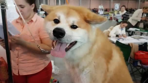 Proprietário prepara cão para o show — Vídeo de Stock