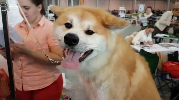 Pemilik mempersiapkan anjing untuk pertunjukan. — Stok Video