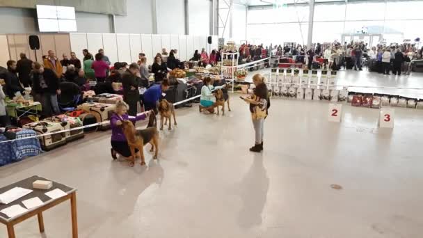 Deltagere i ringen på National Dog Show Memorial Yuri Nikulin i Sokolniki Expo Centre – Stock-video