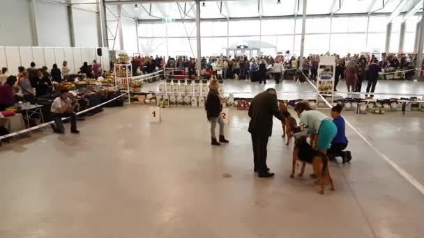 Teilnehmer im Ring auf der nationalen Hundeausstellung Memorial Juri Nikulin im Ausstellungszentrum Sokolniki — Stockvideo