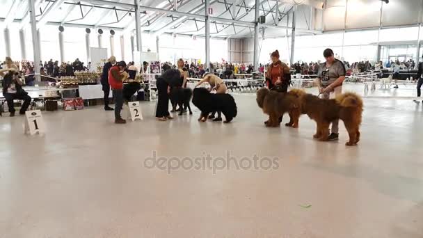 Deltagere i ringen på National Dog Show Memorial Yuri Nikulin i Sokolniki Expo Centre – Stock-video