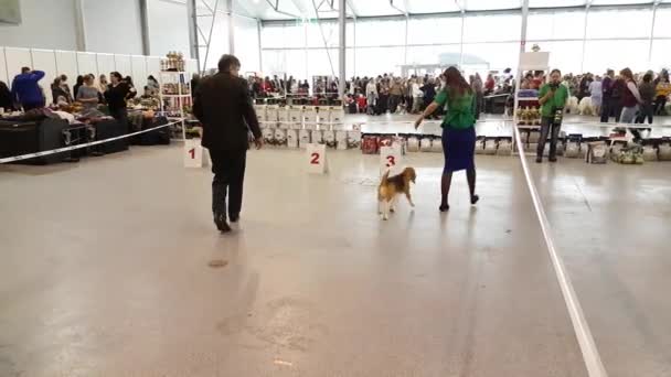 Účastníci v prstenu národních Dog Show Memorial Yuri NIKULINŮV v Sokolniki Expo Centre — Stock video