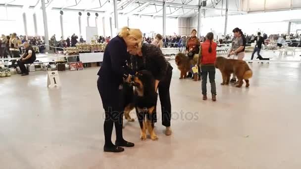 Participants au ring du National Dog Show Memorial Yuri Nikulin au Sokolniki Expo Centre — Video