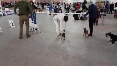 Ulusal köpek göstermek Memorial Yuri Nikulin Sokolniki fuar merkezinde halkada katılımcılar