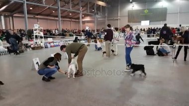 Ulusal köpek göstermek Memorial Yuri Nikulin Sokolniki fuar merkezinde halkada katılımcılar