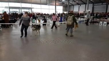 Ulusal köpek göstermek Memorial Yuri Nikulin Sokolniki fuar merkezinde halkada katılımcılar