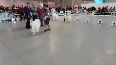 Ulusal köpek göstermek Memorial Yuri Nikulin Sokolniki fuar merkezinde halkada katılımcılar