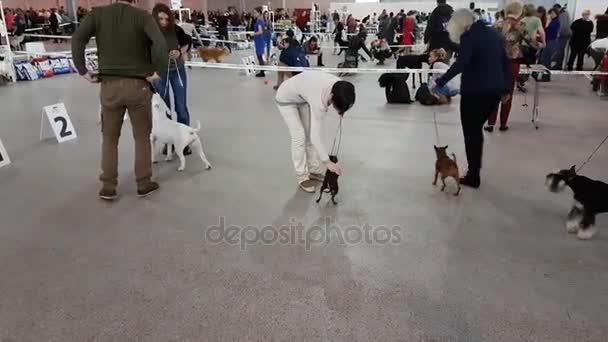 Uczestnicy w pierścień na krajowe pies Pokaż Memorial Yuri Nikulin w centrum Expo Sokolniki — Wideo stockowe