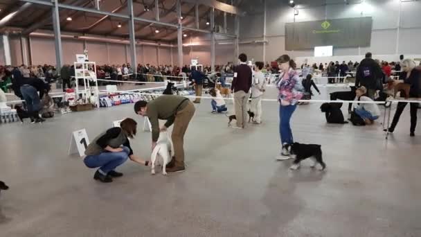 Účastníci v prstenu národních Dog Show Memorial Yuri NIKULINŮV v Sokolniki Expo Centre — Stock video