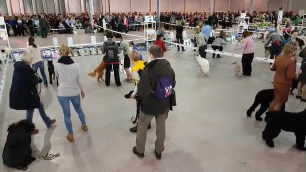 Deltagarna i ringen på den nationella hund Visa Memorial Yuri Nikulin i Sokolniki utställningscenter — Stockvideo