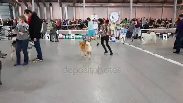 Účastníci v prstenu národních Dog Show Memorial Yuri NIKULINŮV v Sokolniki Expo Centre — Stock video