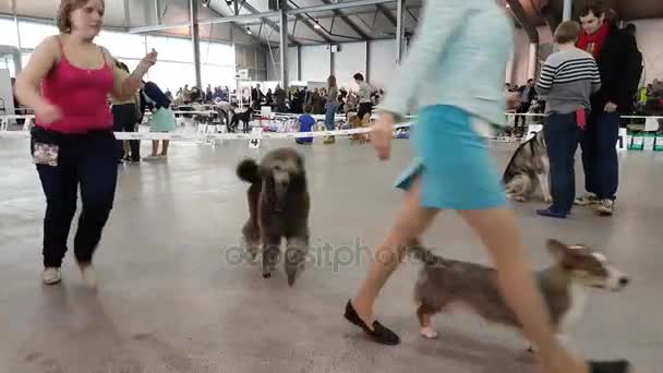 Uczestnicy w pierścień na krajowe pies Pokaż Memorial Yuri Nikulin w centrum Expo Sokolniki — Wideo stockowe