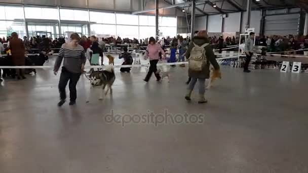 Účastníci v prstenu národních Dog Show Memorial Yuri NIKULINŮV v Sokolniki Expo Centre — Stock video
