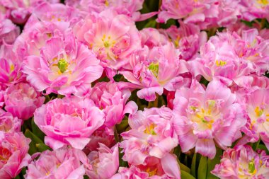 Çiçek açması Lale arka kapatmak