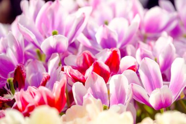 Çiçek açması Lale arka kapatmak