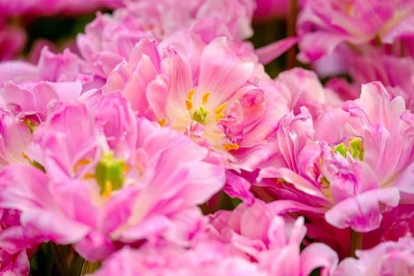 Tulipanes florecientes cerca de fondo — Foto de Stock