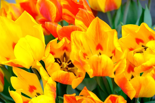 Bloeiende tulpen close-up achtergrond — Stockfoto