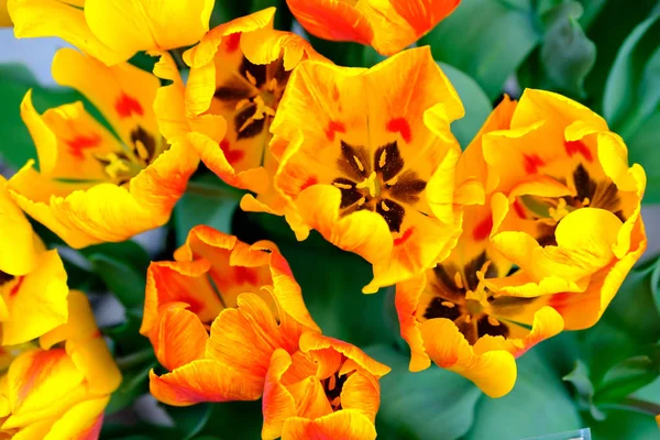 Blommande tulpaner närbild bakgrund — Stockfoto