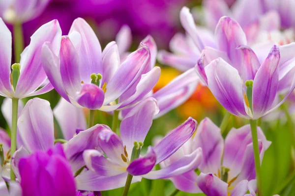 Blossoming tulips close up background — Stock Photo, Image